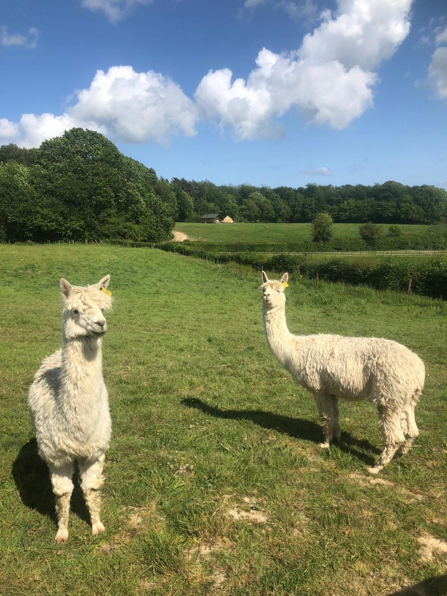 Swallows Oast Glamping Sedlescombe Extérieur photo